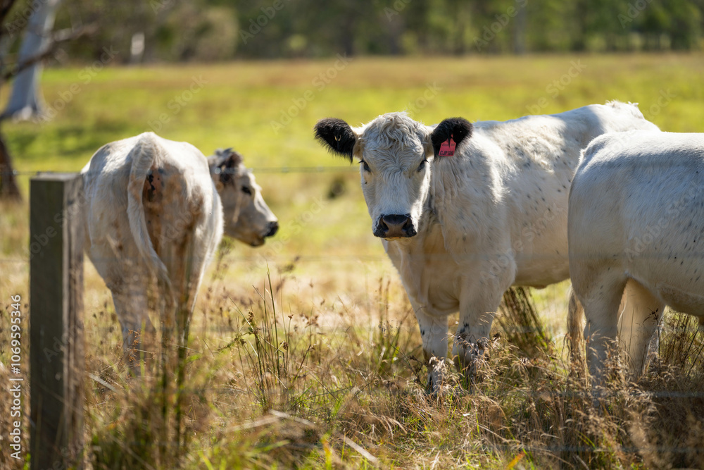 Obraz premium herd of cattle eating grass in a paddock on an agricultural field crop