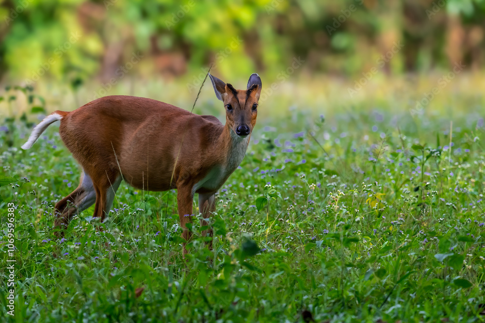 The hair on the body is brown. Have other colors mixed up He's smaller than other genus deer. Under the eyes there are clearly visible lacrimal glands. The hair on the body is brown. Have other colors mixed up He's smaller than other genus deer. Under the eyes there are clearly visible lacrimal glands.