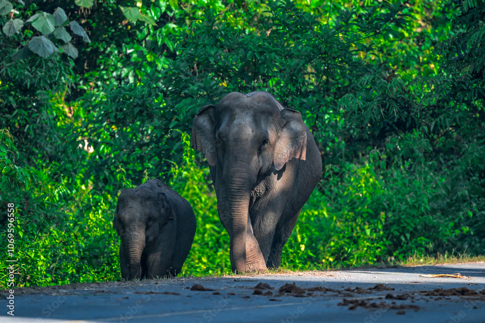 Fototapeta premium Elephants are large mammals and are the largest land animals. Wild elephants eat plants. They are big, have a small head, big legs, and have a trunk that reaches to the ground. That trunk is the nose.