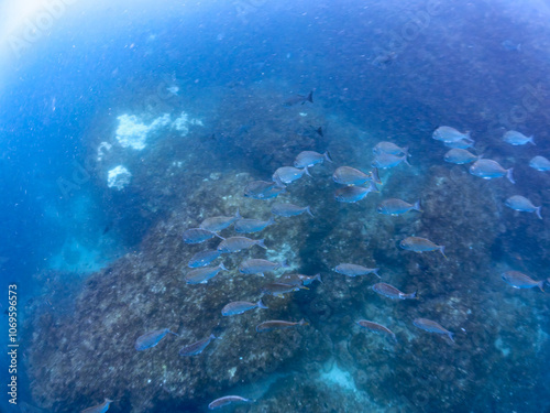 美しく大きなヘダイ（タイ科）他の群れ。
英名学名：Goldlined seabream (Rhabdosargus sarba) 
静岡県伊豆半島賀茂郡南伊豆町中木ヒリゾ浜2024年
 photo