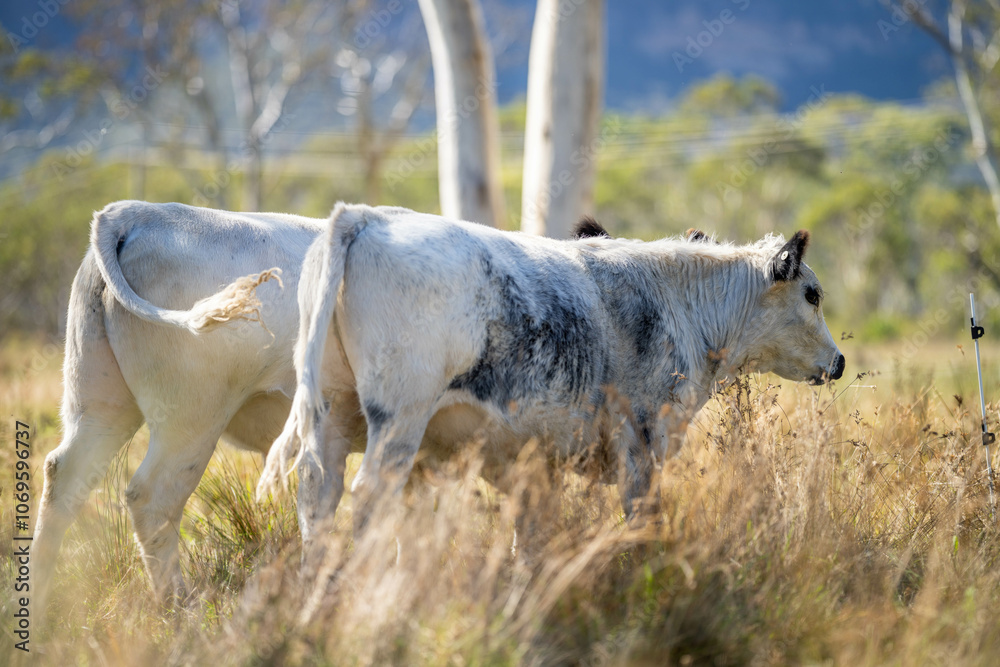 cows in a field eating grass and building soil carbon cows in a field eating grass and building soil carbon