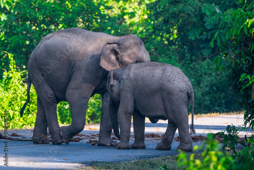 Elephants are large mammals and are the largest land animals. Wild elephants eat plants. They are big, have a small head, big legs, and have a trunk that reaches to the ground. That trunk is the nose.