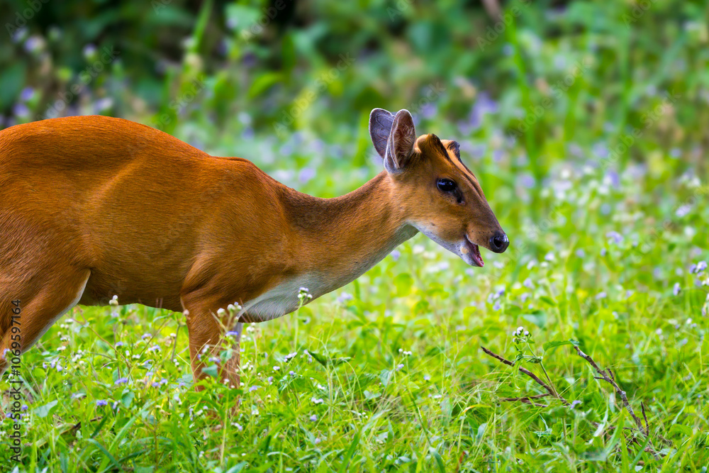 The hair on the body is brown. Have other colors mixed up He's smaller than other genus deer. Under the eyes there are clearly visible lacrimal glands. The hair on the body is brown. Have other colors mixed up He's smaller than other genus deer. Under the eyes there are clearly visible lacrimal glands.