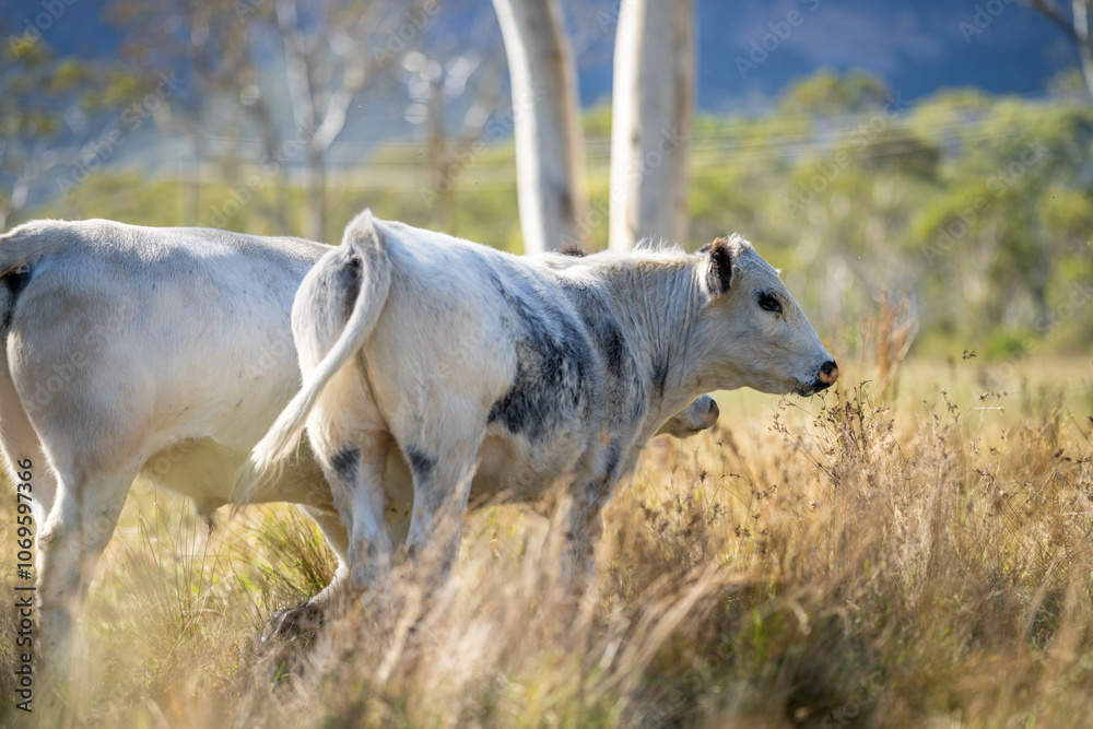 Obraz premium herd of cattle eating grass in a paddock on an agricultural field crop
