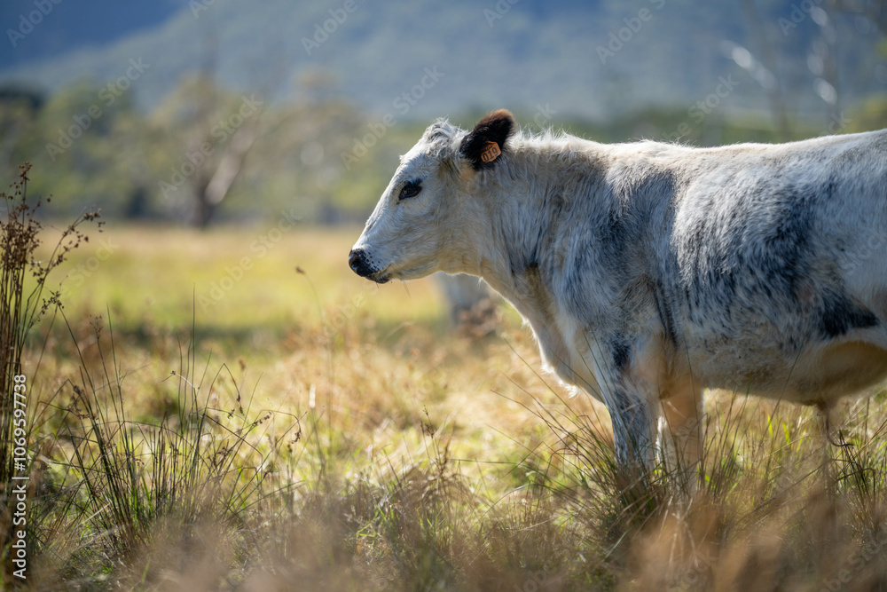 cows in a field eating grass and building soil carbon cows in a field eating grass and building soil carbon