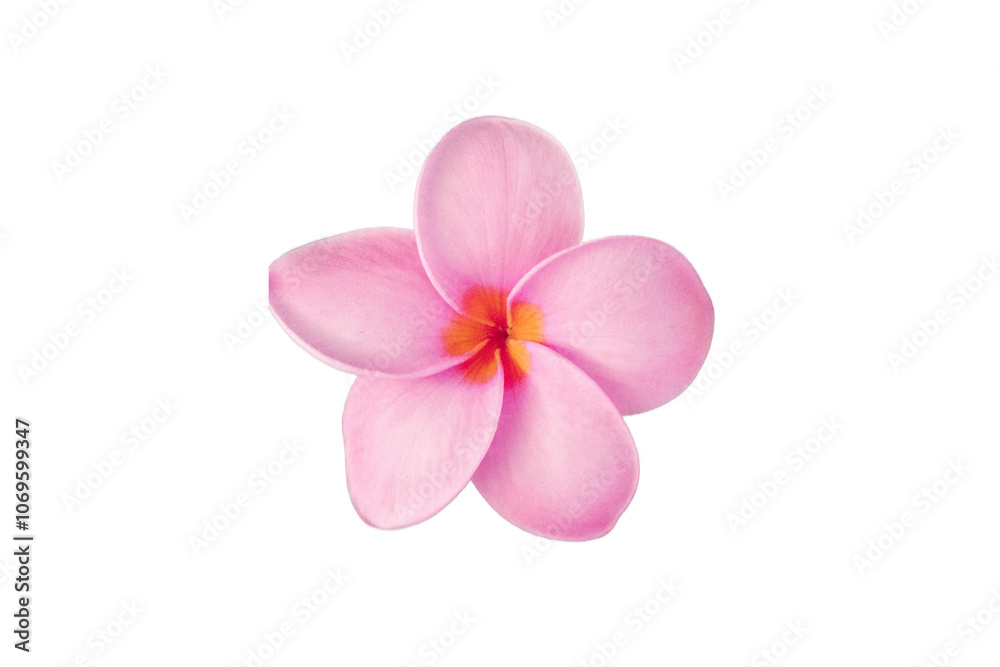 pink flower pink flower