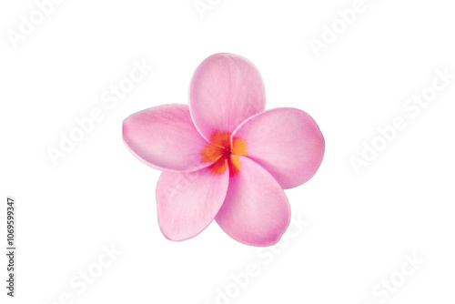 pink flower