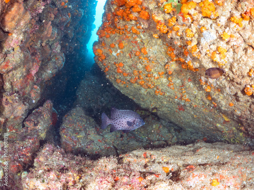 水中洞窟の
美しいイシガキダイ（イシダイ科）。
英名学名：Spotted Knifejaw (Oplegnathus punctatus)
静岡県伊豆半島賀茂郡南伊豆町中木ヒリゾ浜2024年
 photo