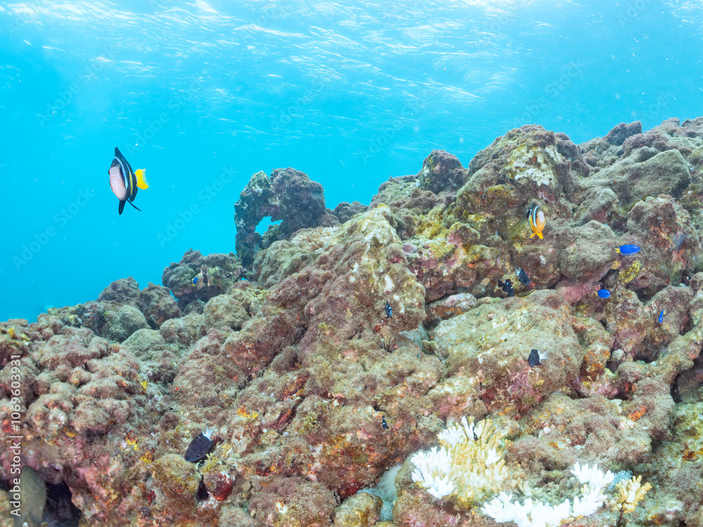 高海水温が続いているのでサンゴの白化現象が起きている。
美しいイソギンチャク畑の可愛いクマノミ（クマノミ亜科）ペア、ミツボシクロスズメダイ（スズメダイ科）他の群れ。
英名学名：
Yellowtail clownfish (Amphiprion clarkii)
Threespot dascyllus (Dascyllus trimaculatus) 
南伊豆町中木ヒリゾ浜2024年
