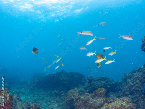 美しいアカヒメジ（ヒメジ科）他の群れ。 英名学名：Yellowfin goatfish (Mulloidichthys vanicolensis),. 美しいチョウチョウウオ（チョウチョウウオ科）の群れ他。 英名学名：Oriental ButterflyFish (Chaetodon aurites) 静岡県伊豆半島賀茂郡南伊豆町中木ヒリゾ浜2024年