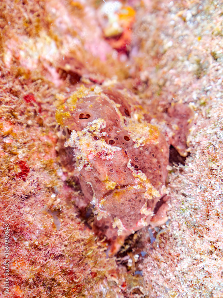 エスカ（触手）を振って魚を呼び寄せて狩る、巨大なオオモンカエルアンコウ（カエルアンコウ科）。
英名学名：Giant Frogfish, Antennarius commersoni
自分よりも大きな獲物でも、１０倍に広がる大きな口で丸呑みにする。
その速度は0.0001秒。生物界最速のハンターである。

静岡県伊豆半島賀茂郡南伊豆町中木ヒリゾ浜2024年
