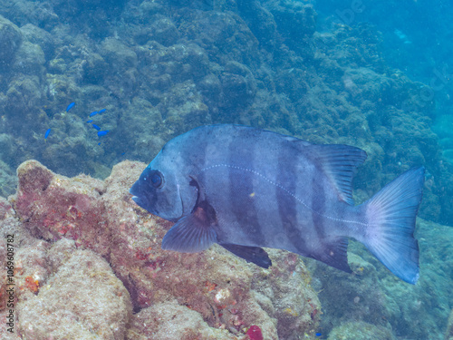 巨大で美しいイシダイ（イシダイ科）。
老成魚はその姿から「クチグロ」と呼ばれる。
英名学名：Parrot Fish, Knifejaw (Oplegnathus fasciatus
静岡県伊豆半島賀茂郡南伊豆町中木ヒリゾ浜2024年
 photo