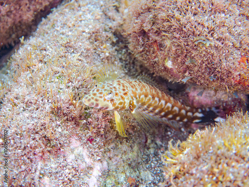 美しいワヌケトラギス（トラギス科）。
英名学名：Black dotted sand perch, Parapercis millepunctata
静岡県伊豆半島賀茂郡南伊豆町中木ヒリゾ浜2024年
 photo