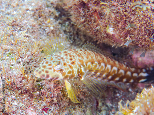 美しいワヌケトラギス（トラギス科）。
英名学名：Black dotted sand perch, Parapercis millepunctata
静岡県伊豆半島賀茂郡南伊豆町中木ヒリゾ浜2024年
 photo