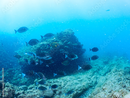 美しいニセカンランハギ、ニザダイ（ニザダイ科）他の群れ。
英名学名：Pencil surgeonfish (Acanthurus dussumieri)
Sawtail (Prionurus scalprum)
静岡県伊豆半島賀茂郡南伊豆町中木ヒリゾ浜2024年
 photo