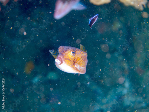 ホンソメワケベラ（ベラ科）のクリーニングを受けている。
可愛いハコフグ（ハコフグ科）の幼魚。
英名学名：Boxfish (Ostracion immaculatus)
Cleaner Wrasse (Labroides dimidiatus)
静岡県伊豆半島賀茂郡南伊豆町中木ヒリゾ浜2024年
 photo