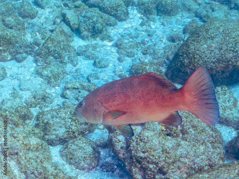 Naklejka premium 美しく大きなスジアラ（ハタ科）。 英名学名：Red-spotted rockcod, Blue spotted grouper, Plectropomus leopardus, 静岡県伊豆半島賀茂郡南伊豆町中木ヒリゾ浜2024年 