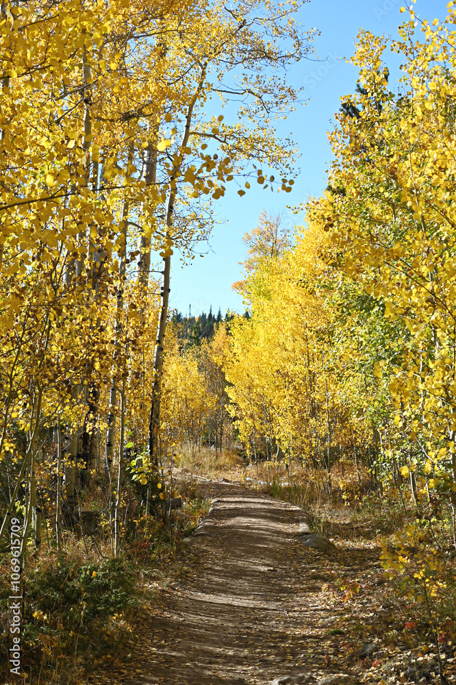 Obraz premium Path through Trees in the Fall