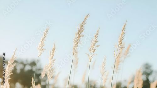 Grass Against Blue Sky, nature, field, meadow, outdoors, summer