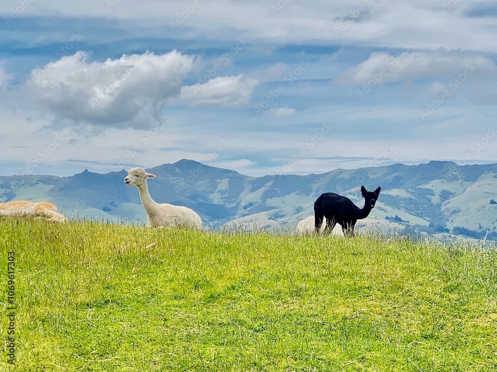 Naklejka premium Cute alpacas on the farmland at the Alpaca Farm