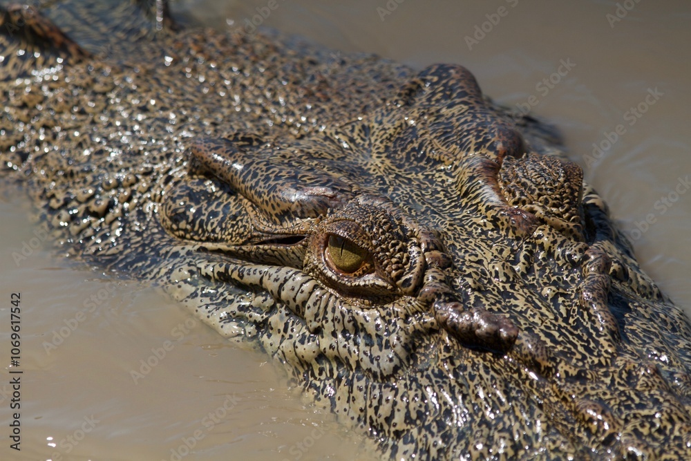 Close up of a Crocodile swimming in Adelaide River Northern Territory Australia Close up of a Crocodile swimming in Adelaide River Northern Territory Australia