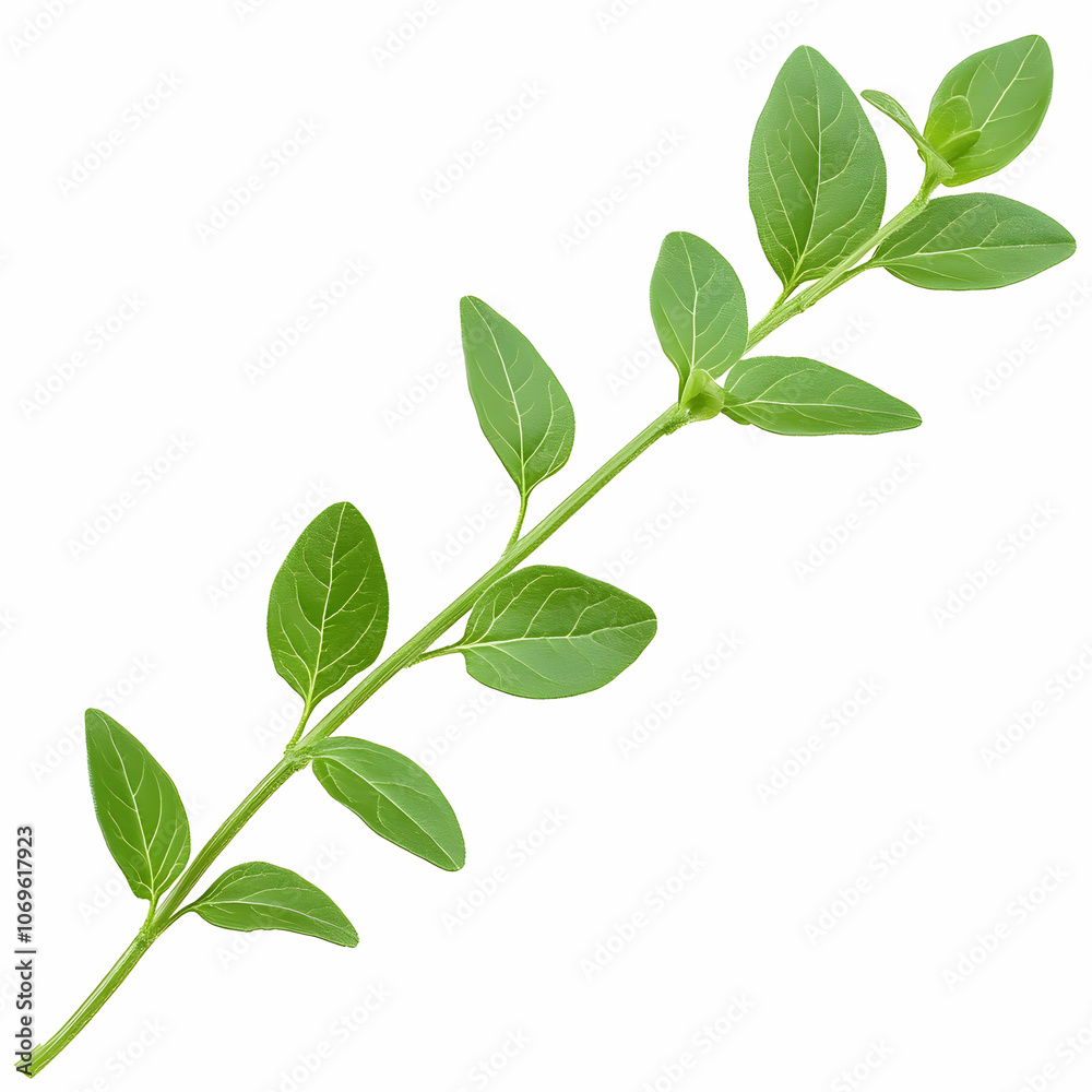 Fresh green oregano sprig isolated on white, herb, leaves, stem, white background, culinary herb Fresh green oregano sprig isolated on white, herb, leaves, stem, white background, culinary herb