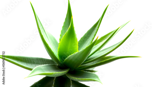 aloe vera fresh leaf transparent png highlighted by white, png