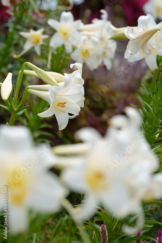 ユリの花が咲いてる花畑