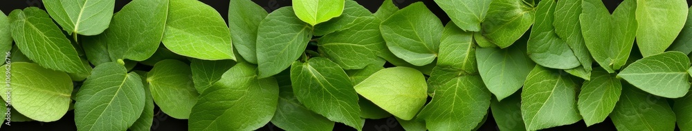 Fresh Green Leaves Close Up for Natural Backgrounds Fresh Green Leaves Close Up for Natural Backgrounds