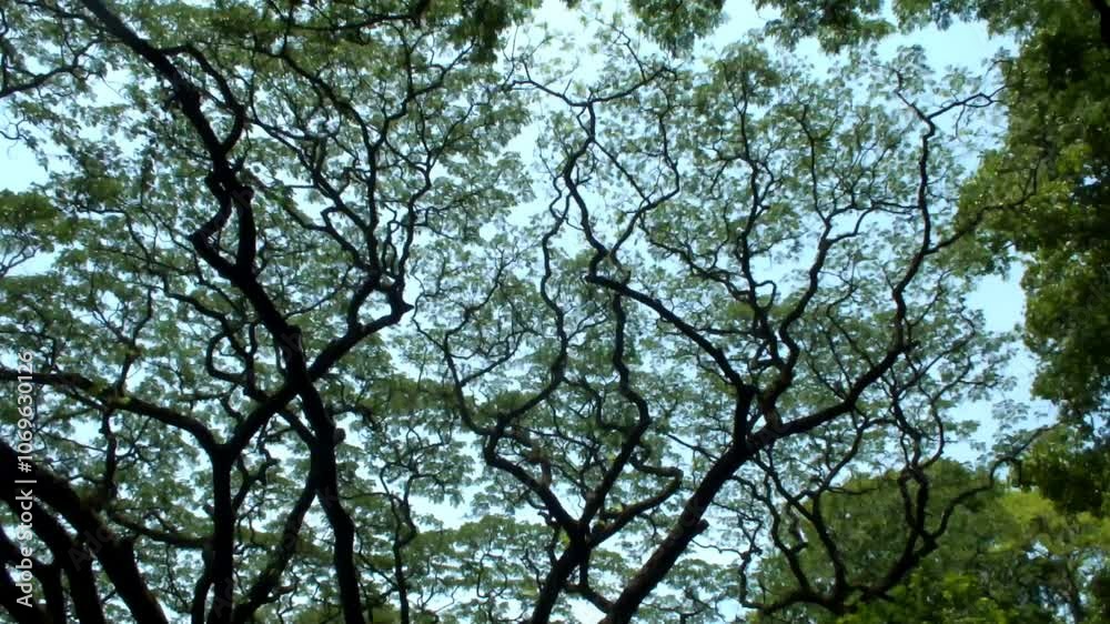 Low angle camera shot looking up through big trees foliage forest. Spring trees sunbeams. Rain forest. Lush leaf. Low angle camera shot looking up through big trees foliage forest. Spring trees sunbeams. Rain forest. Lush leaf.