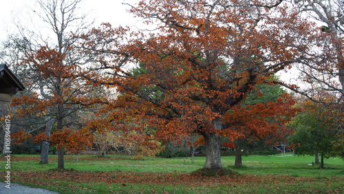 Beacon Hill Park in Victoria, BC, CANADA photo