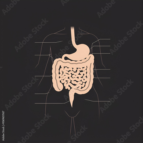 A human anatomy diagram of the gut gastrointestinal tract digestive system