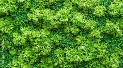 Top view of fresh green leaves texture background.