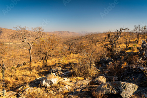 bushveld and savanna landscape is an open savanna dominated by many Acacia thorn trees.
African safari is any journey into the wilderness to observe free-roaming wildlife.