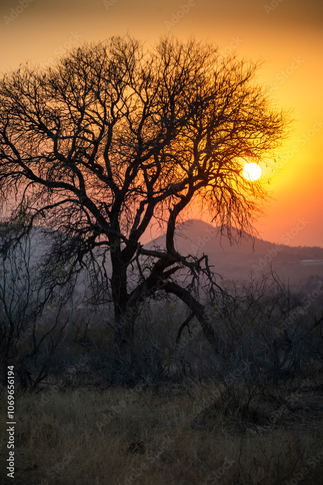 bushveld and savanna landscape is an open savanna dominated by many Acacia thorn trees.
African safari is any journey into the wilderness to observe free-roaming wildlife. bushveld and savanna landscape is an open savanna dominated by many Acacia thorn trees.
African safari is any journey into the wilderness to observe free-roaming wildlife.