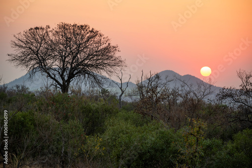 bushveld and savanna landscape is an open savanna dominated by many Acacia thorn trees. African safari is any journey into the wilderness to observe free-roaming wildlife.