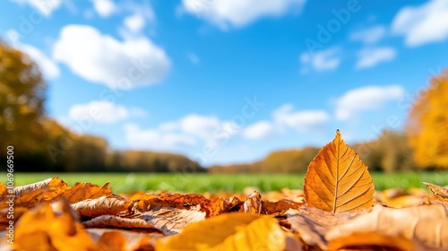 Autumn Leaves in a Park Under a Bright Sky photo