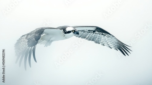Osprey in Flight