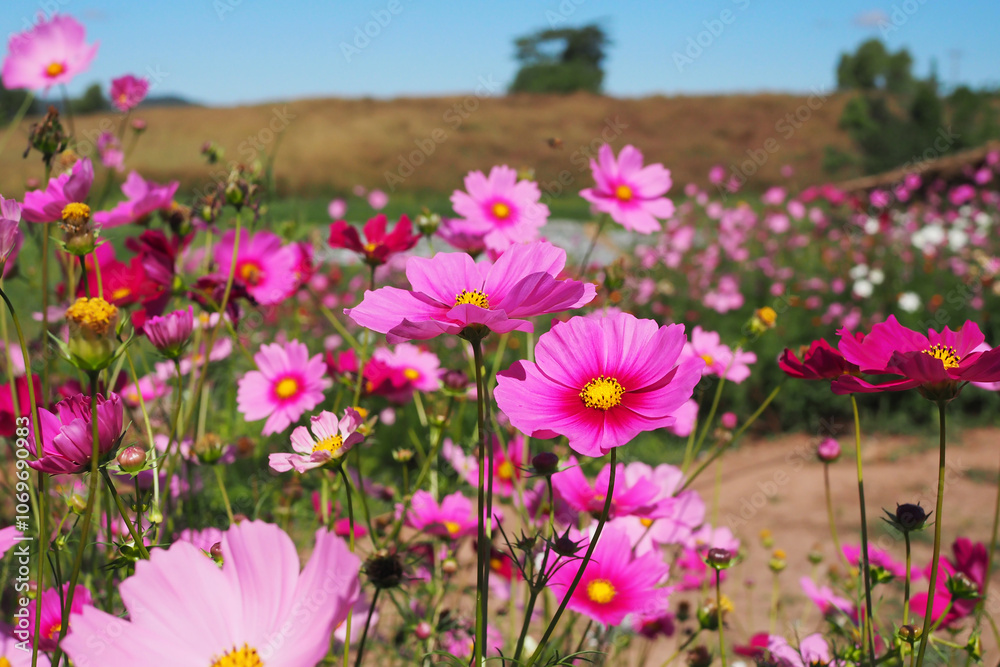 Beautiful pink cosmos flowers blooming in natural landscapes Beautiful pink cosmos flowers blooming in natural landscapes