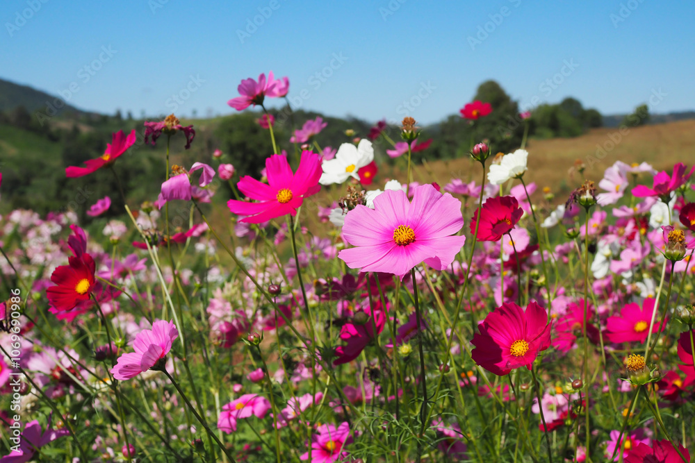 Beautiful pink cosmos flowers blooming in natural landscapes Beautiful pink cosmos flowers blooming in natural landscapes
