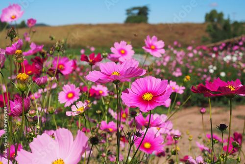 Beautiful pink cosmos flowers blooming in natural landscapes