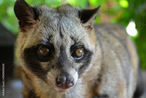 インドネシアのジャコウネコ photo