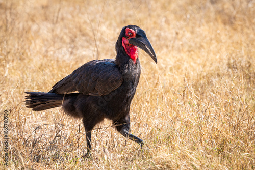 Ground hornbills are conspicuous by their size and their striking black plumage and red wattles photo