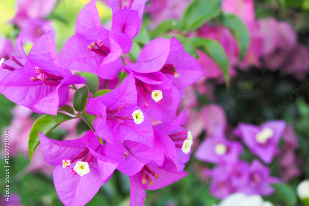 Flowering bougainvillea in flower garden Flowering bougainvillea in flower garden