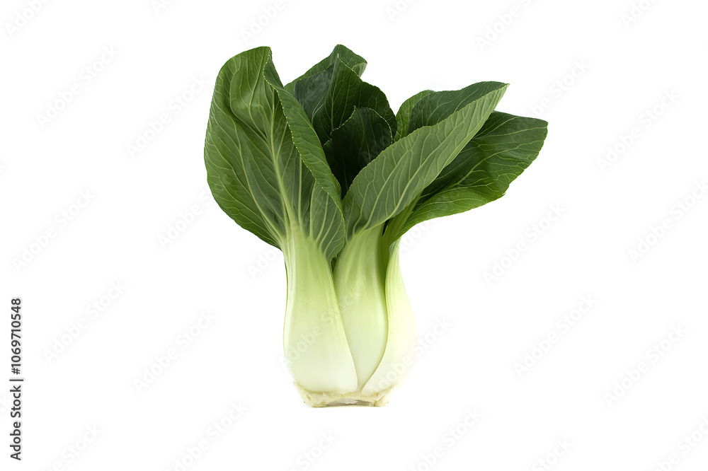 Fresh Bok Choy Isolated On White Background, Leafy Green Vegetable Fresh Bok Choy Isolated On White Background, Leafy Green Vegetable