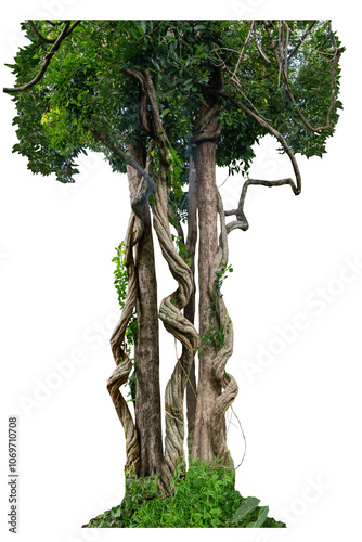 Wallpaper Mural The trunk of the tree has vines growing up. The twisted vines are separated on a white background. A clipping path is included. Torontodigital.ca