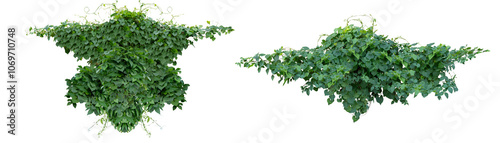 Wallpaper Mural Green vines plant hanging a string isolated on white background. With copy space and clipping path. Torontodigital.ca