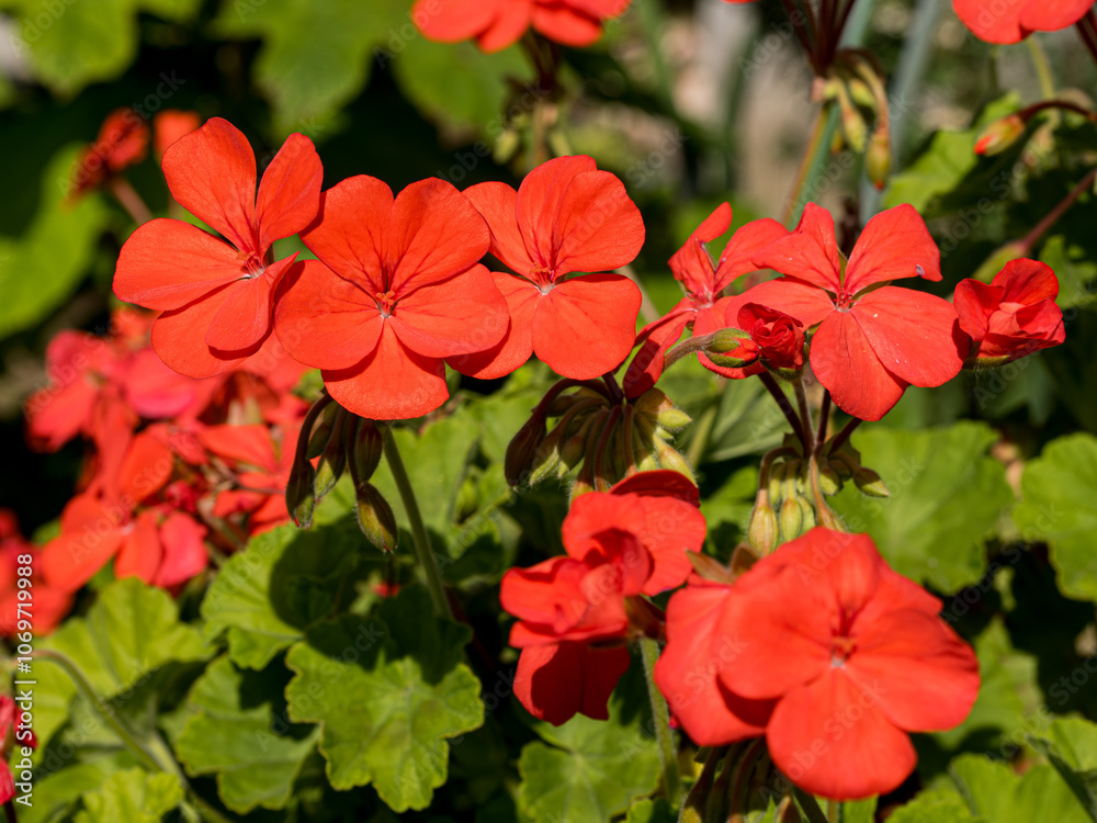 ゼラニウムの花。日本。
Geranium flowers. Japan. ゼラニウムの花。日本。
Geranium flowers. Japan.