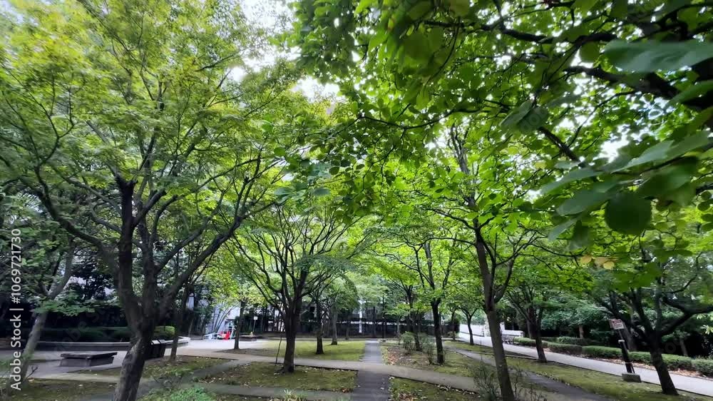 Lush urban park with tall trees, walkways, and high-rise buildings in the background on a cloudy day Lush urban park with tall trees, walkways, and high-rise buildings in the background on a cloudy day