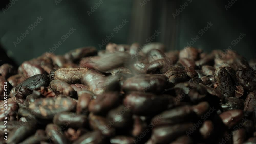 close up of cocoa beans close up of cocoa beans